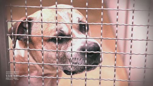 Deutschlands spektakulärste Kriminalfälle Deutschlands spektakulärste Kriminalfälle Folge 25: Tödliche Kampfhund-Attacke - Der Fall Chico