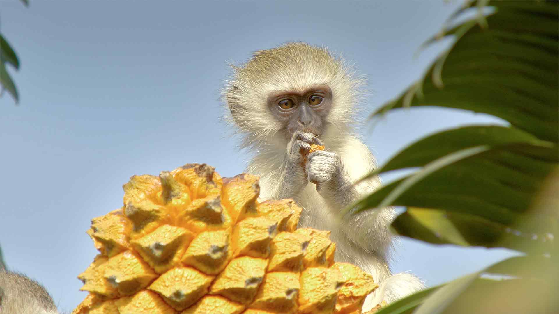 Gartenparadies über den Wolken