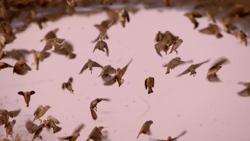 Geschichten aus Sambia Geschichten aus Sambia Folge 4: Fluss der Nilpferde