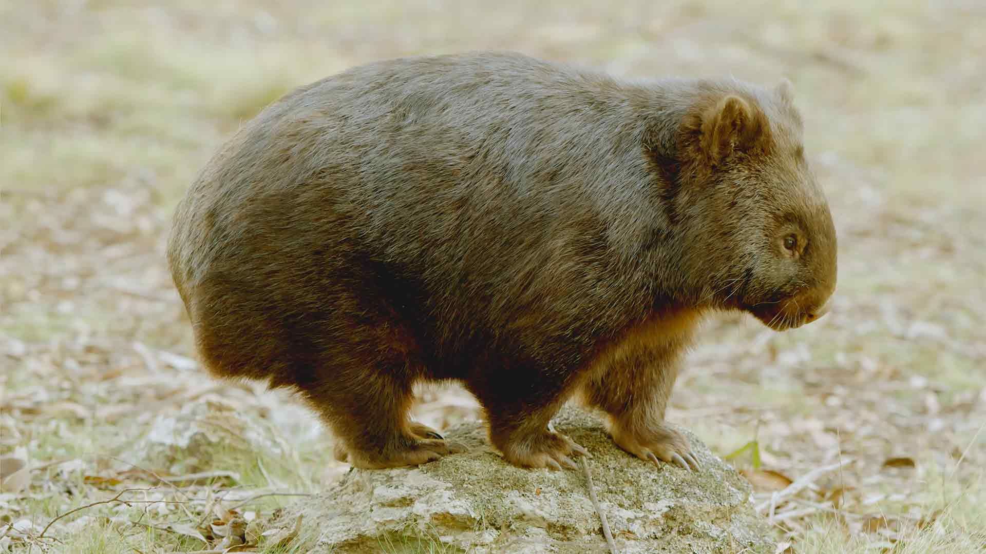 Wombat auf Freiersfüßen