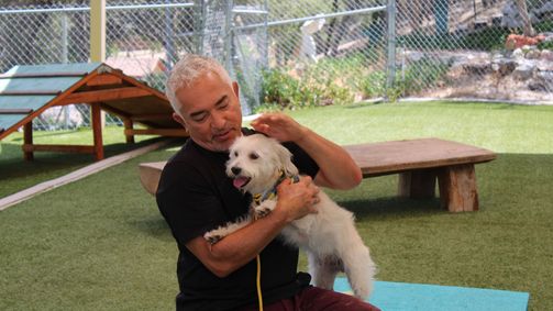Cesar Millan: Better Human Better Dog - Bessere Menschen, bessere Hunde Cesar Millan: Better Human Better Dog - Bessere Menschen, bessere Hunde Folge 9: Das perfekte Match