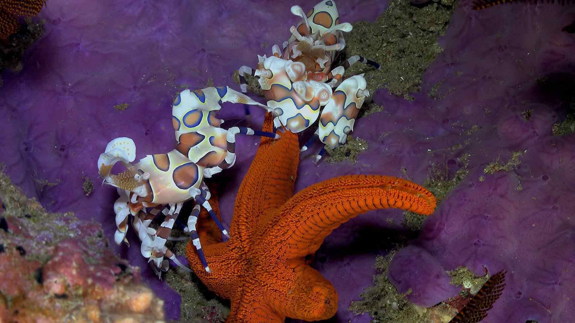 Das Königreich der Dünen