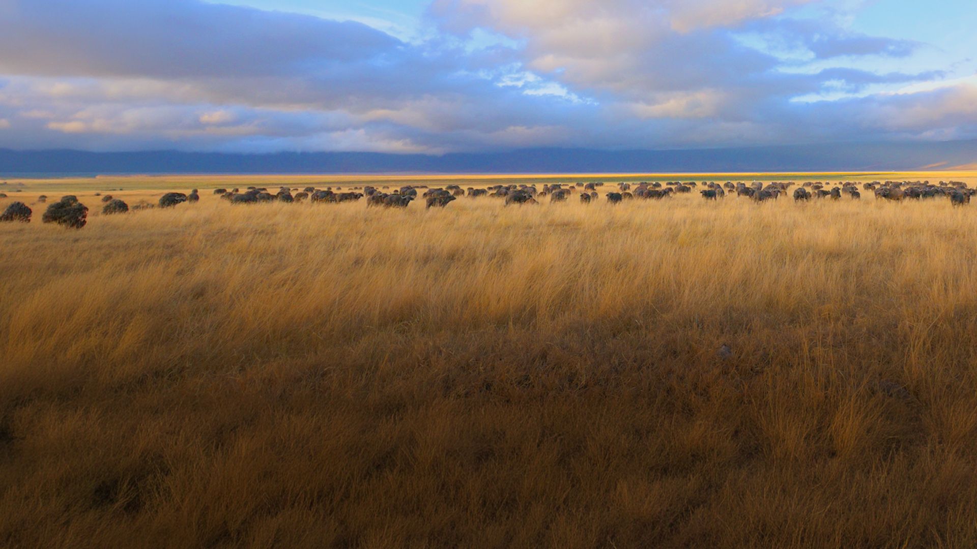 AFRIKA: WILDER HORIZONT