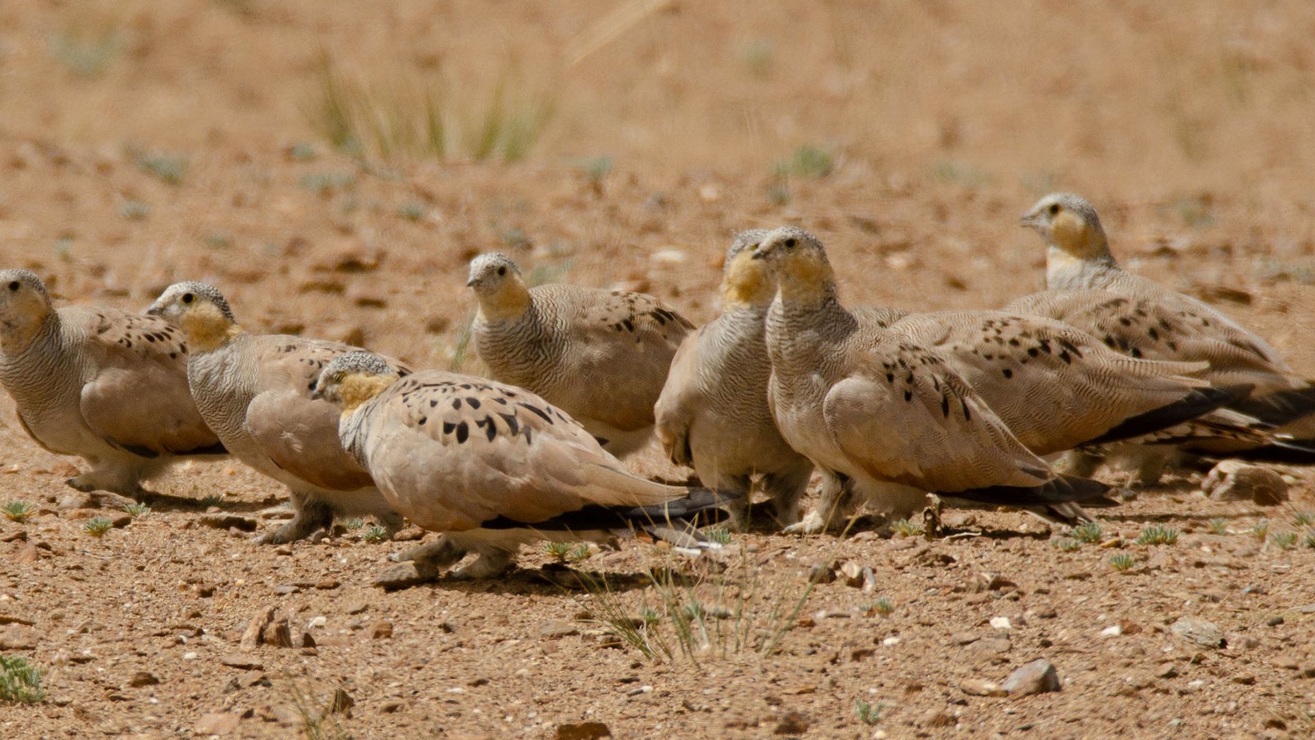 Wilde Hengste im Himalaya