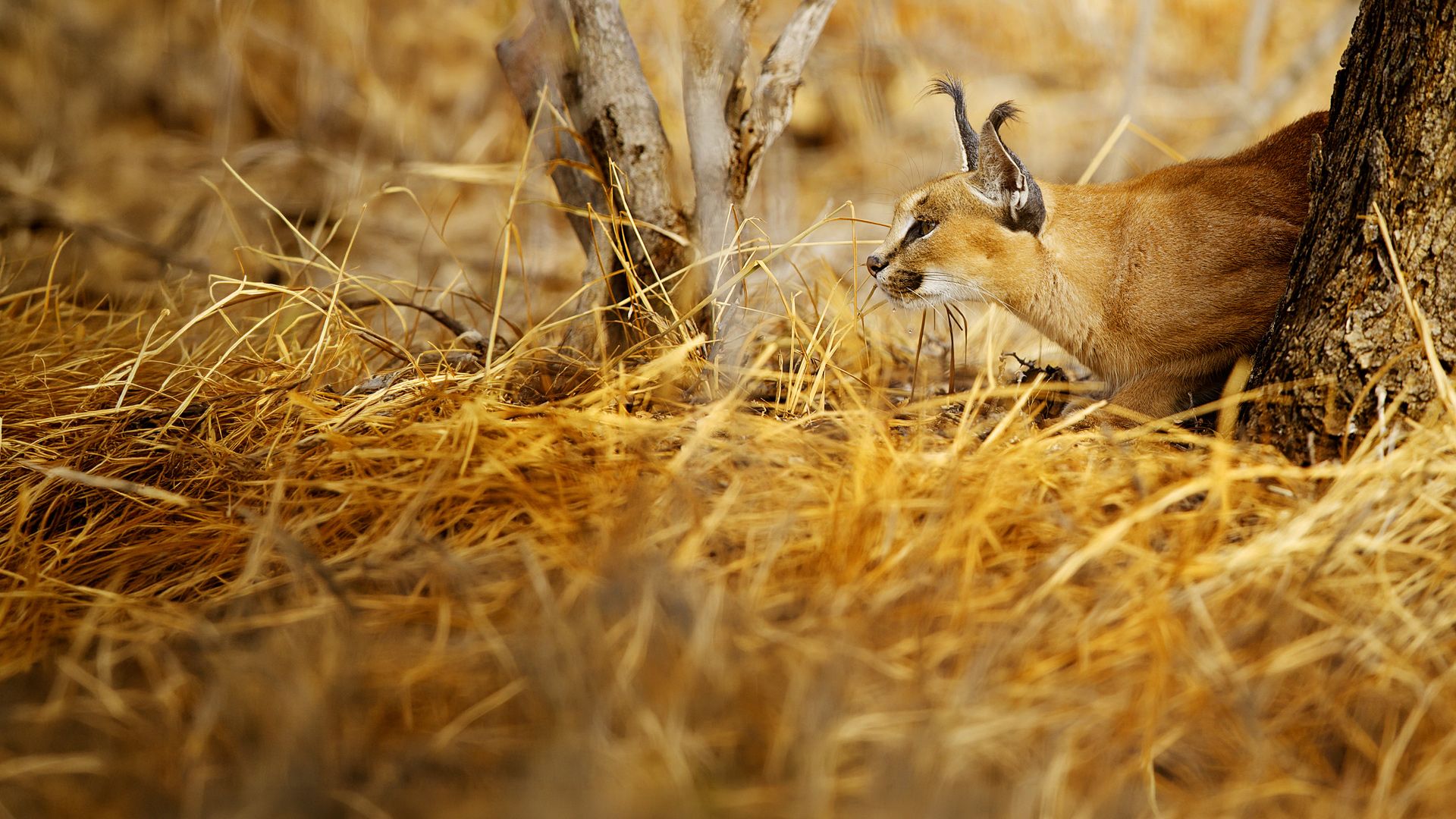 Afrika: Kiefer und Klauen