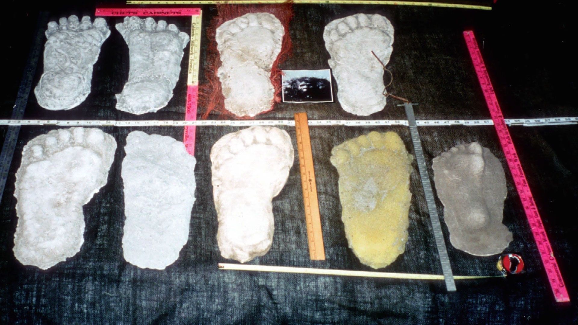 Die Top Ten der außergewöhnlichen Kreaturen