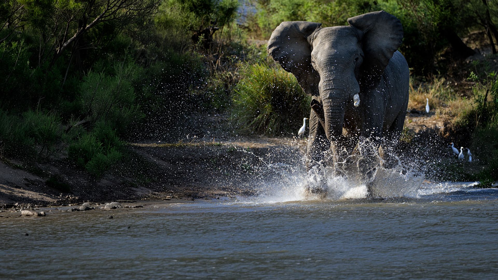 Unbezähmbares Sambia