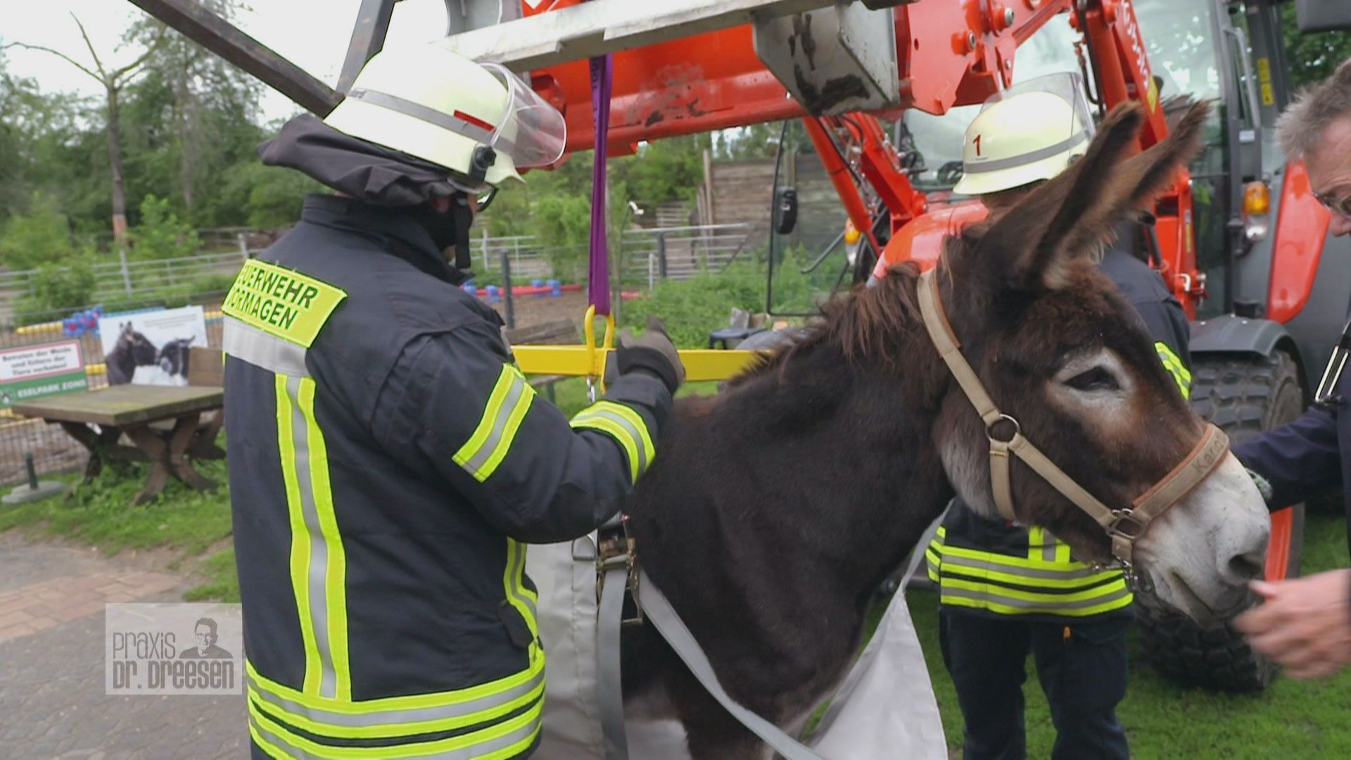 Feuerwehreinsatz für Esel Carlotta