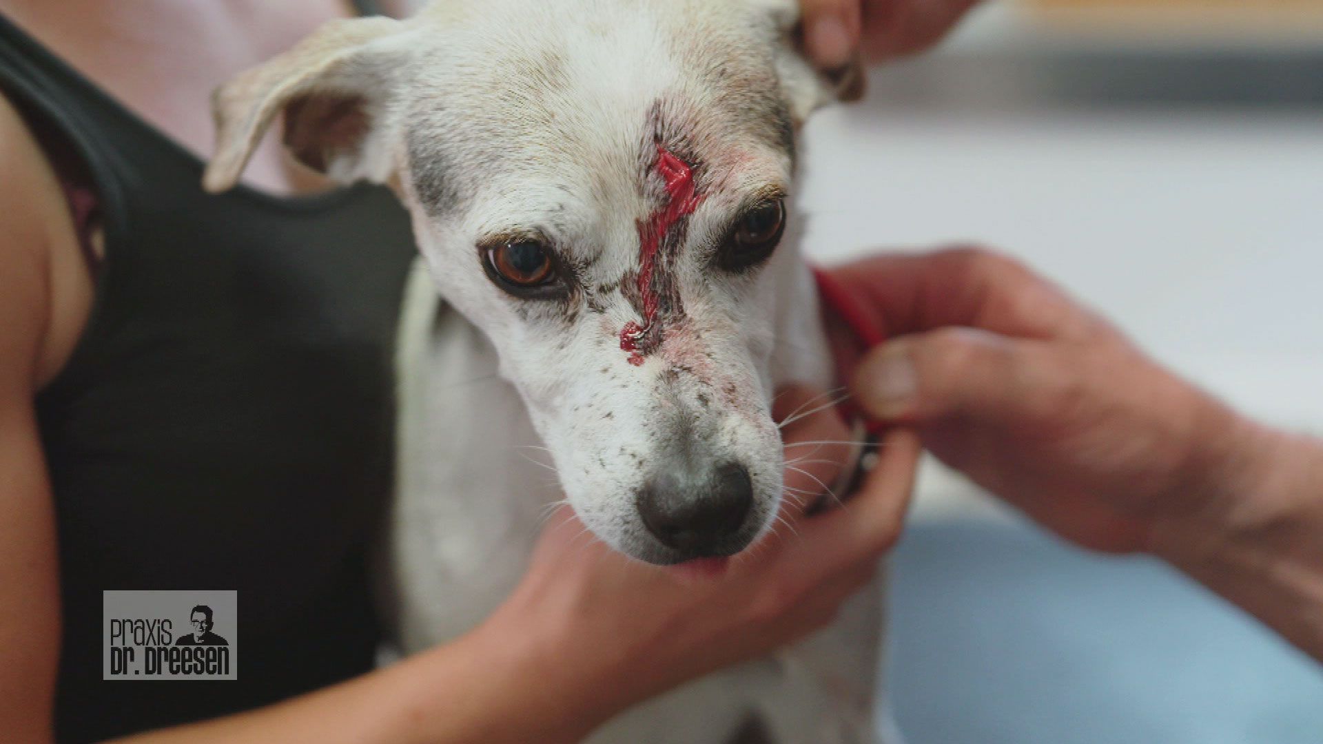 Schnitzverletzung bei Rüde Snoopy