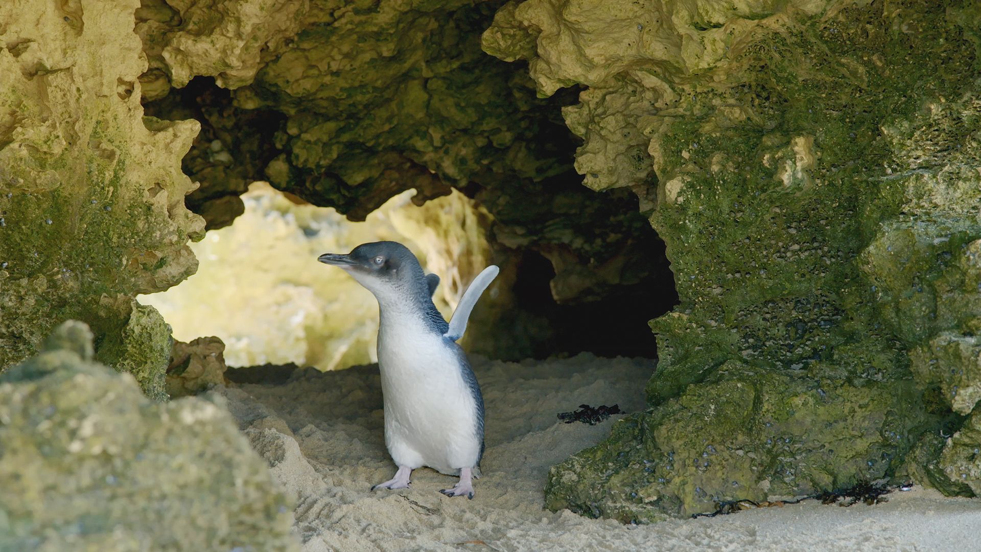 Being a Little Penguin