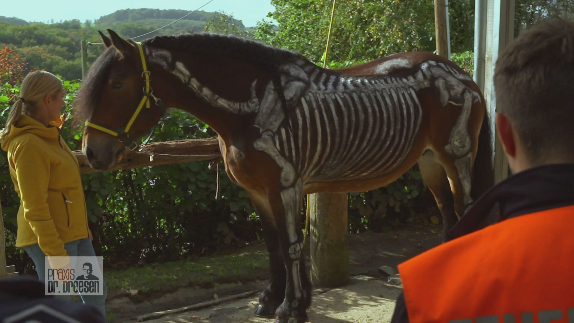 Erste Hilfe am Pferd