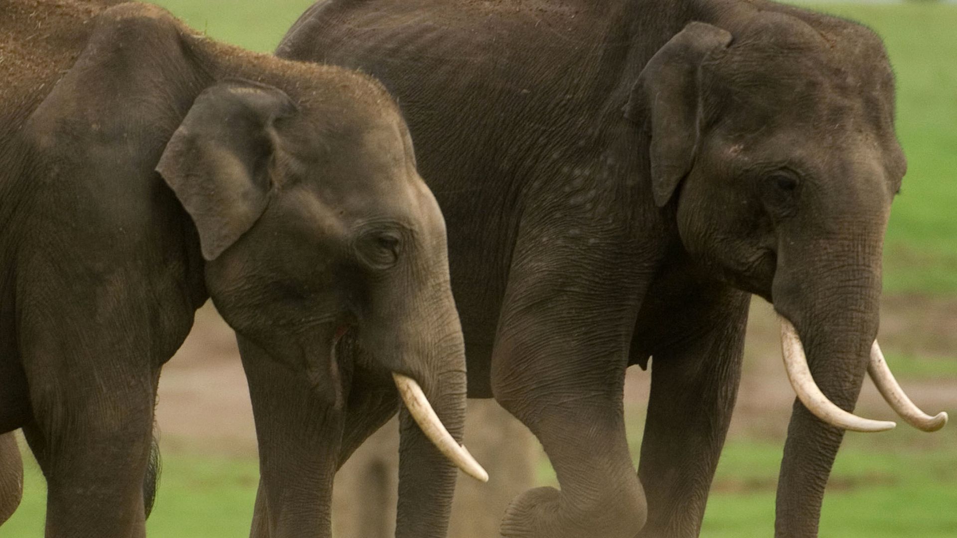 Der Weg der Matriarchin