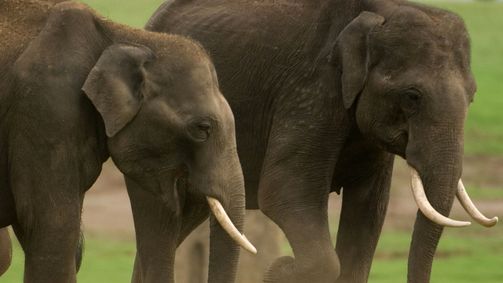 Into the Wild: Indien Into the Wild: Indien Folge 10: Der Weg der Matriarchin