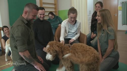 Der Welpentrainer - Auf die Pfoten, fertig, los! Der Welpentrainer - Auf die Pfoten, fertig, los! Folge 5: Die Welpenklasse zu Besuch bei Therapiebegleithunden 