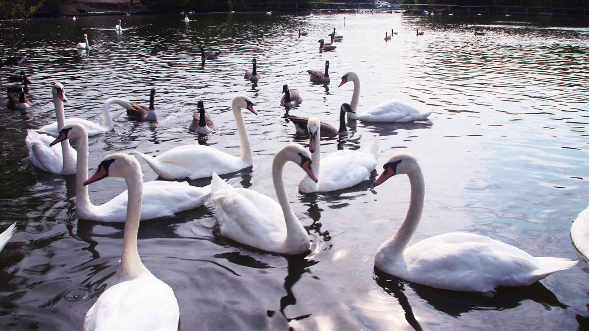 Neugestaltung eines Königreichs