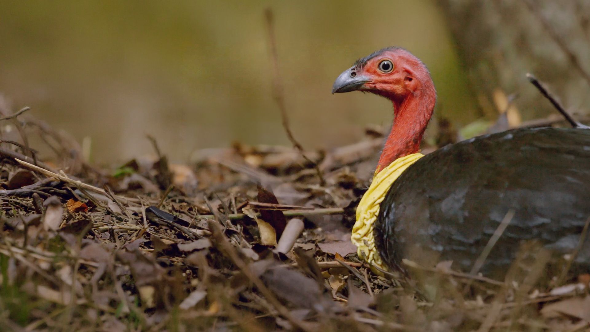 Wildvögel in Australien
