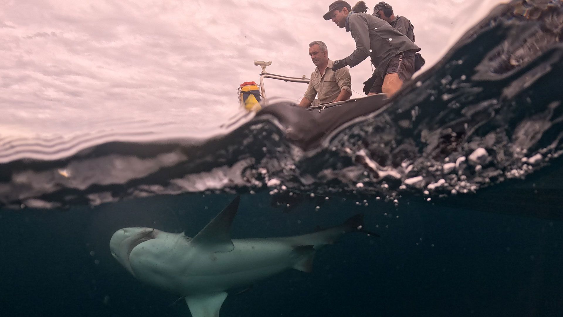 Im Schlaucboot auf Hai-Jagd