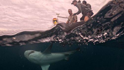 Giganten unter Wasser - Riesenfischen auf der Spur Giganten unter Wasser - Riesenfischen auf der Spur Folge 4: Im Schlaucboot auf Hai-Jagd