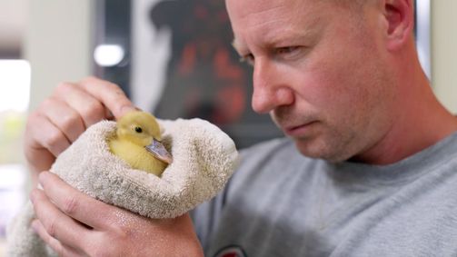 Haustierhelden - Pfoten in Not Haustierhelden - Pfoten in Not Folge 8: Küken in Not