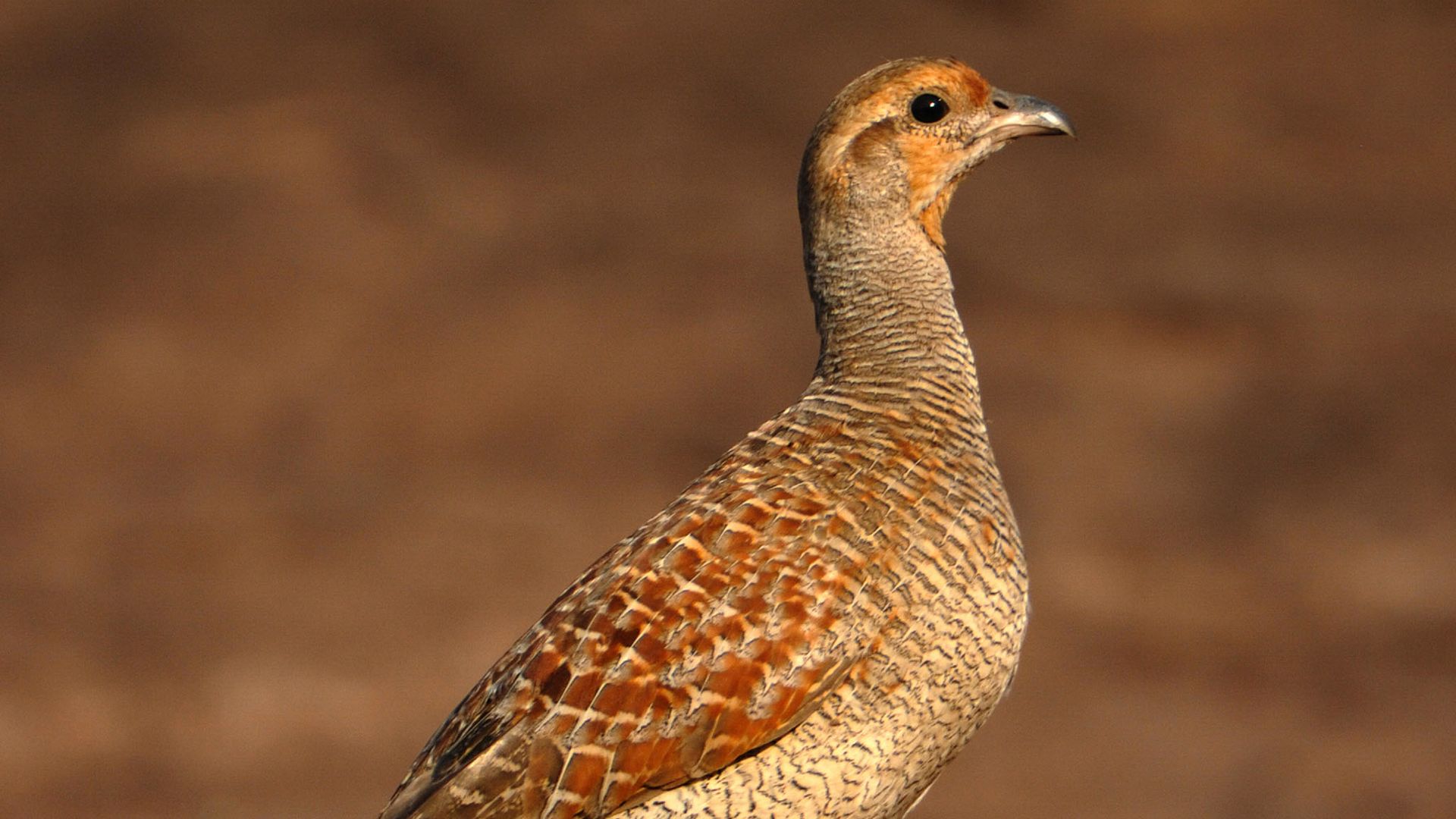 Das Dilemma eines Faultierbären