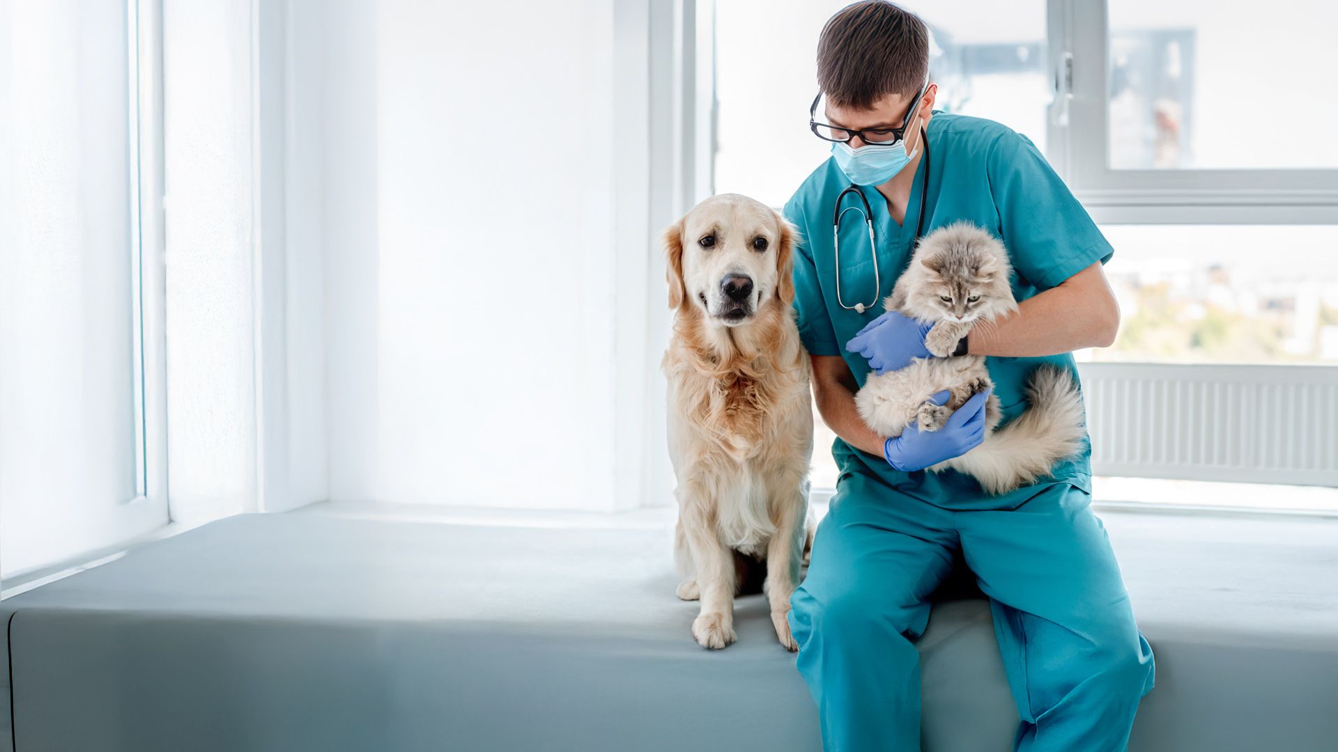 Die Tier-Docs! Pfotenhelden mit Herz