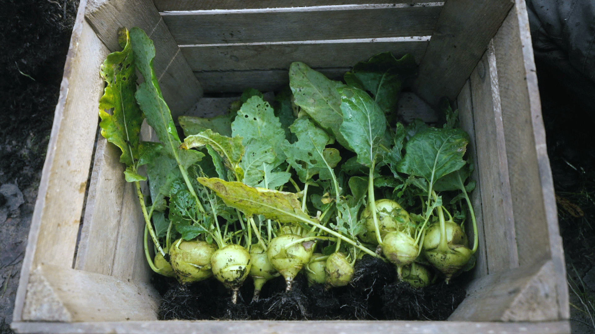 Tag 56: Kohlrabi-Ernte