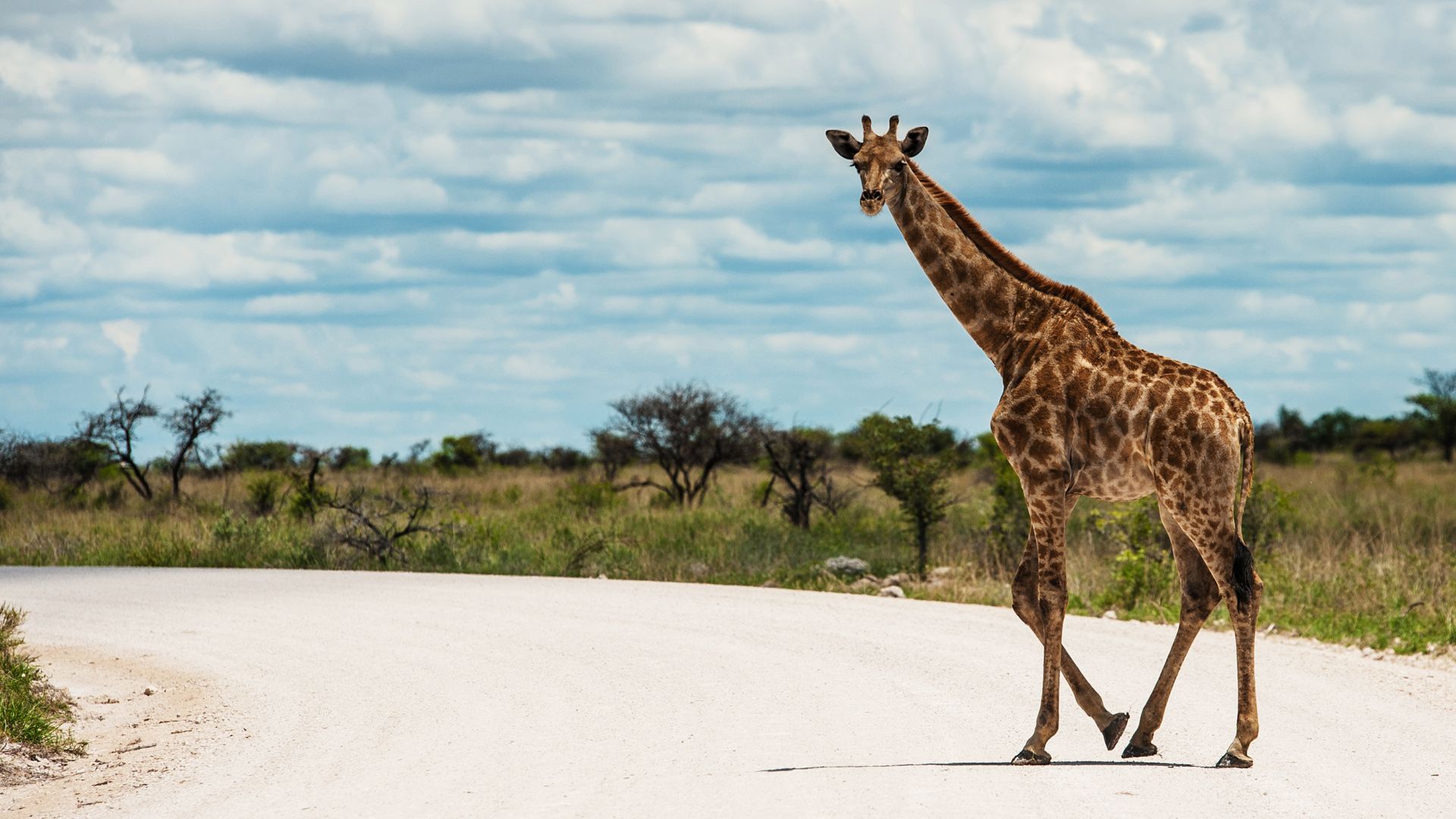 Die großen Parks in Afrika