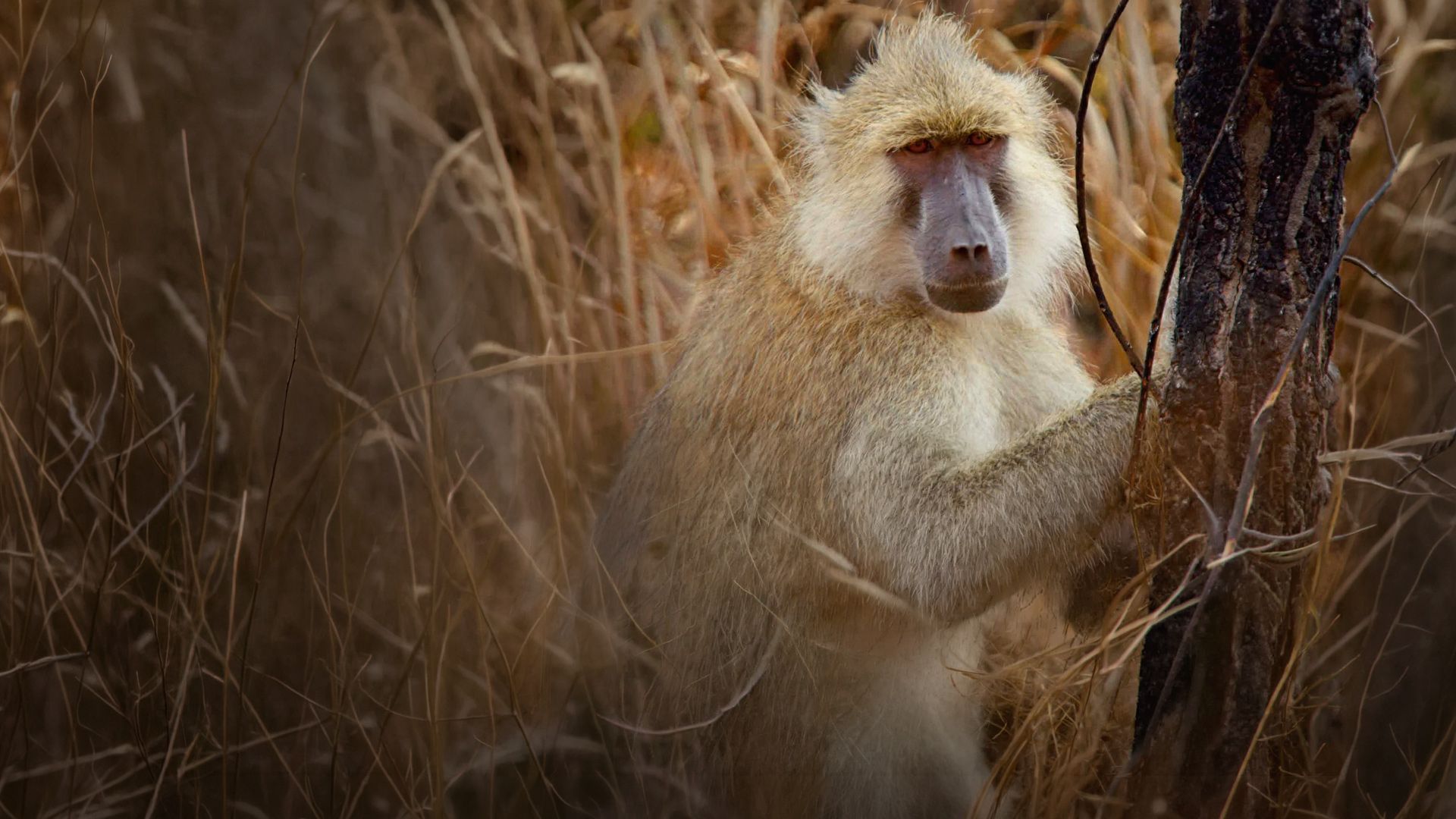 Bewahrer der Wildnis