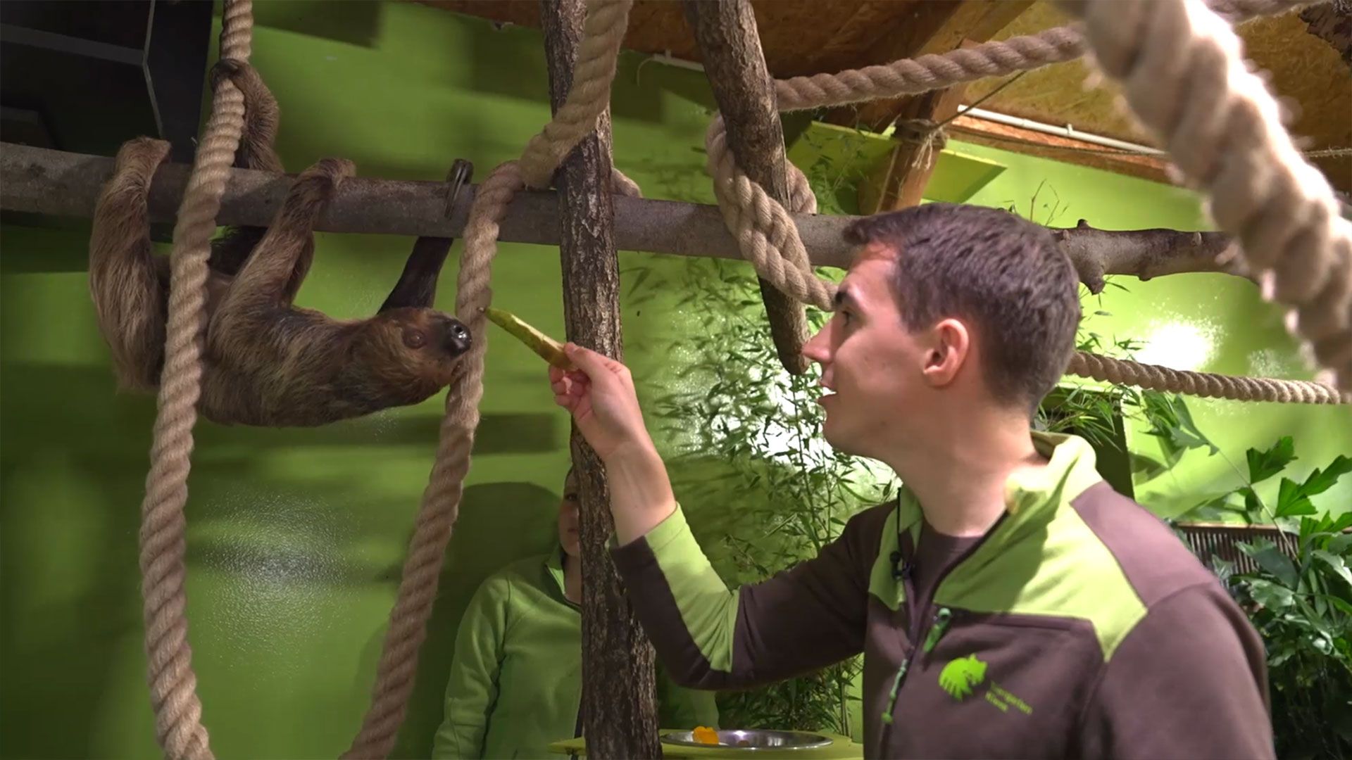 Erste Annäherungsversuche mit Faultier Carlo