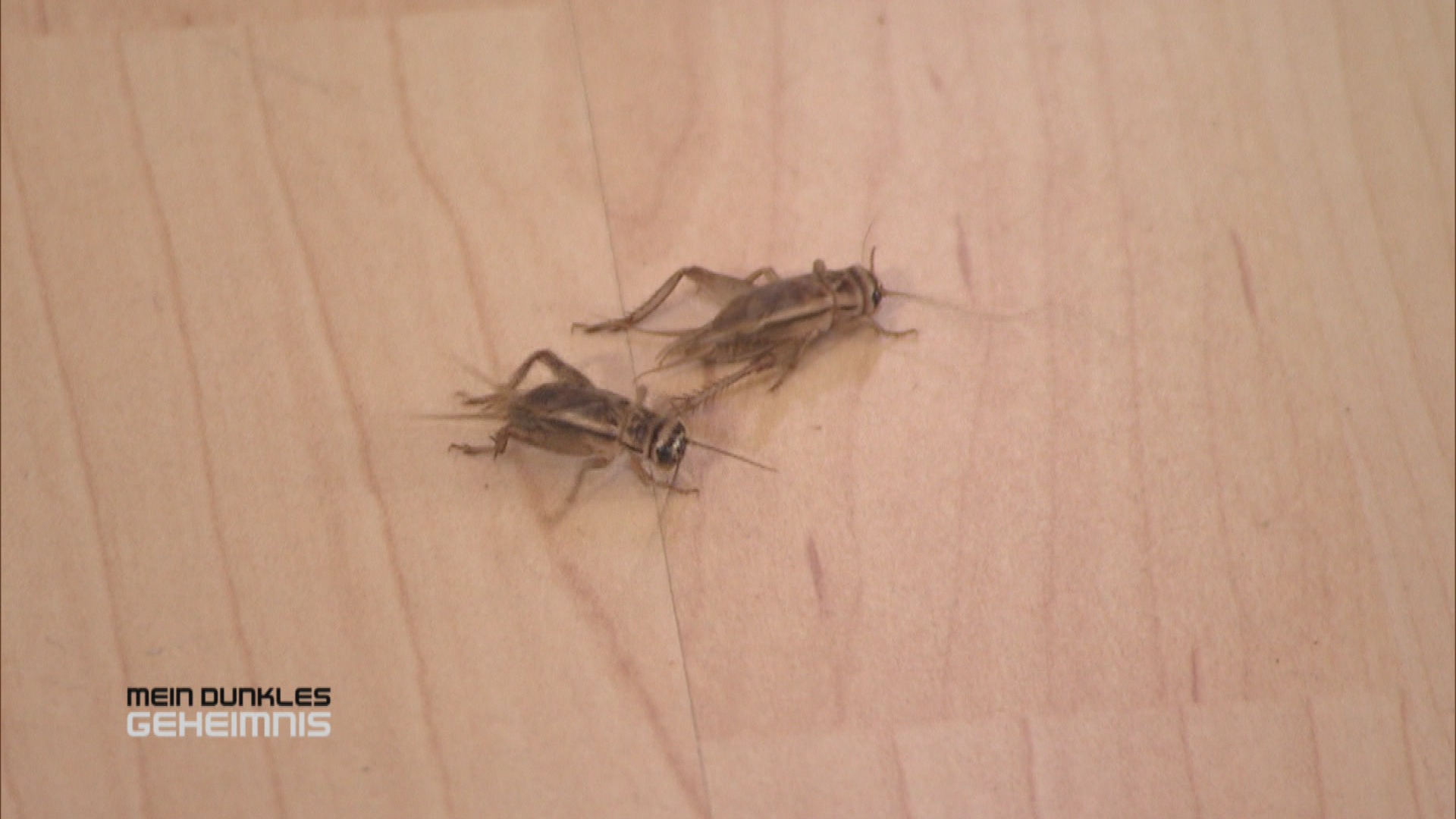 Das Grauen in meiner Wohnung