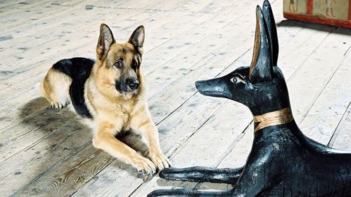 Kommissar Rex Staffel 8 Folge 13: Der Fluch der Mumie