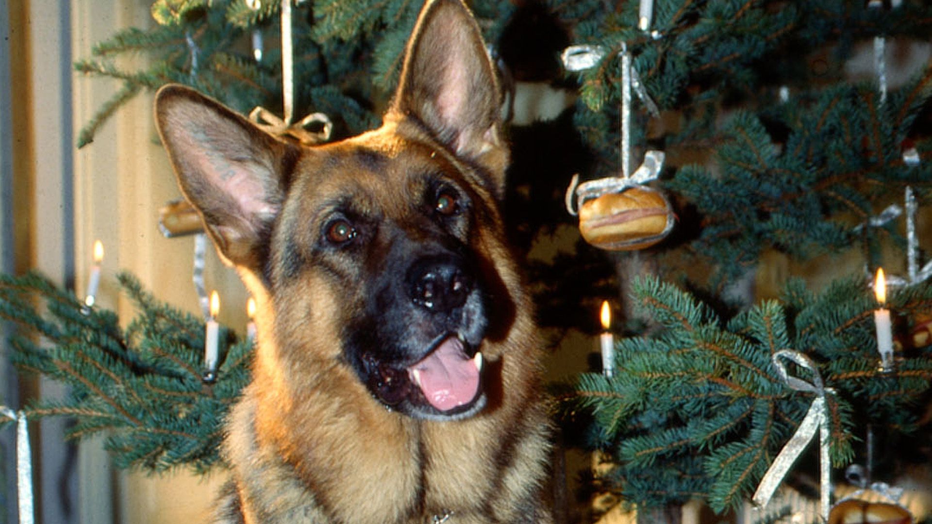 Ein Engel auf vier Pfoten