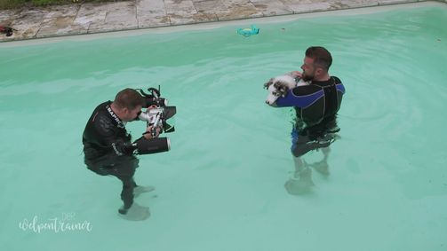 Der Welpentrainer - Auf die Pfoten, fertig, los! Der Welpentrainer - Auf die Pfoten, fertig, los! Folge 7: Abgetaucht: Unterwasser-Shooting für die Welpen