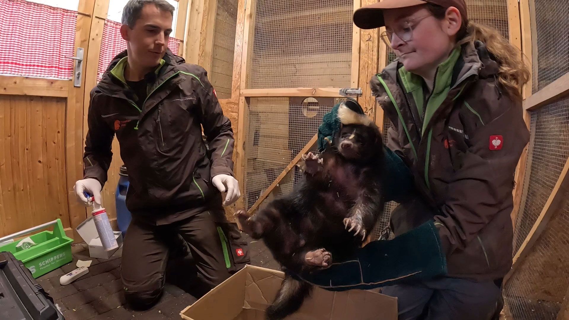 Stinktier in Quarantäne