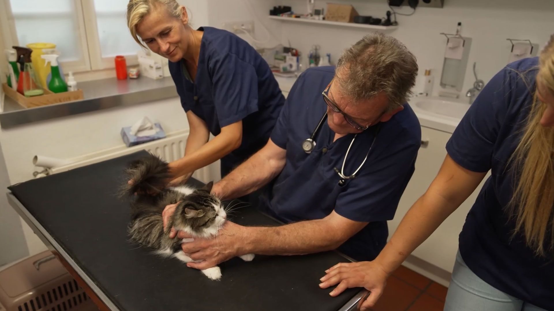 Fieber bei Kater Tiger