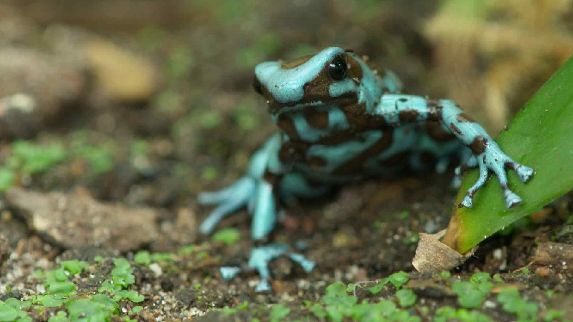 Meister der Verteidigungskunst