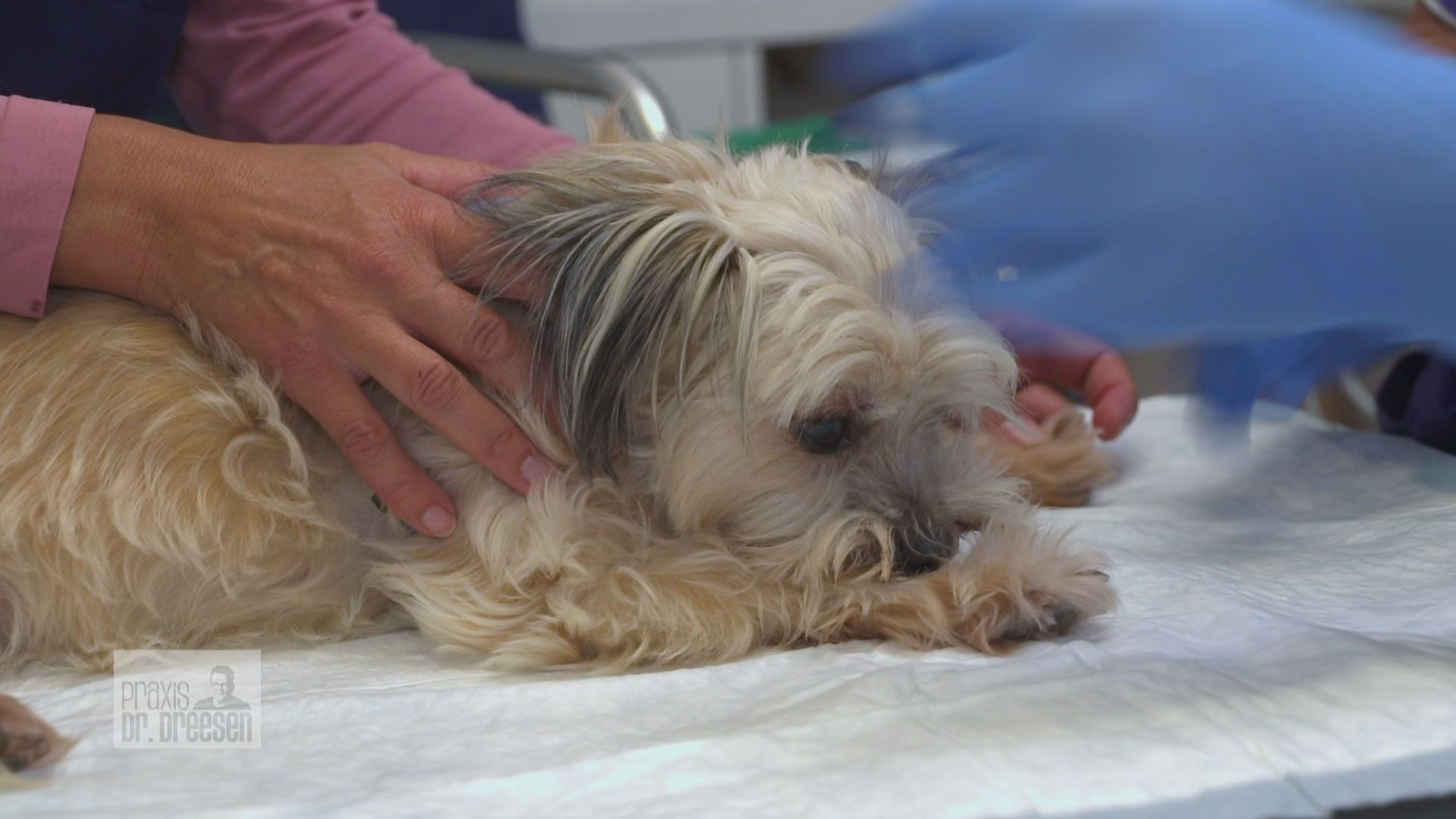 Großeingriff bei Hunde-Dame Smilla