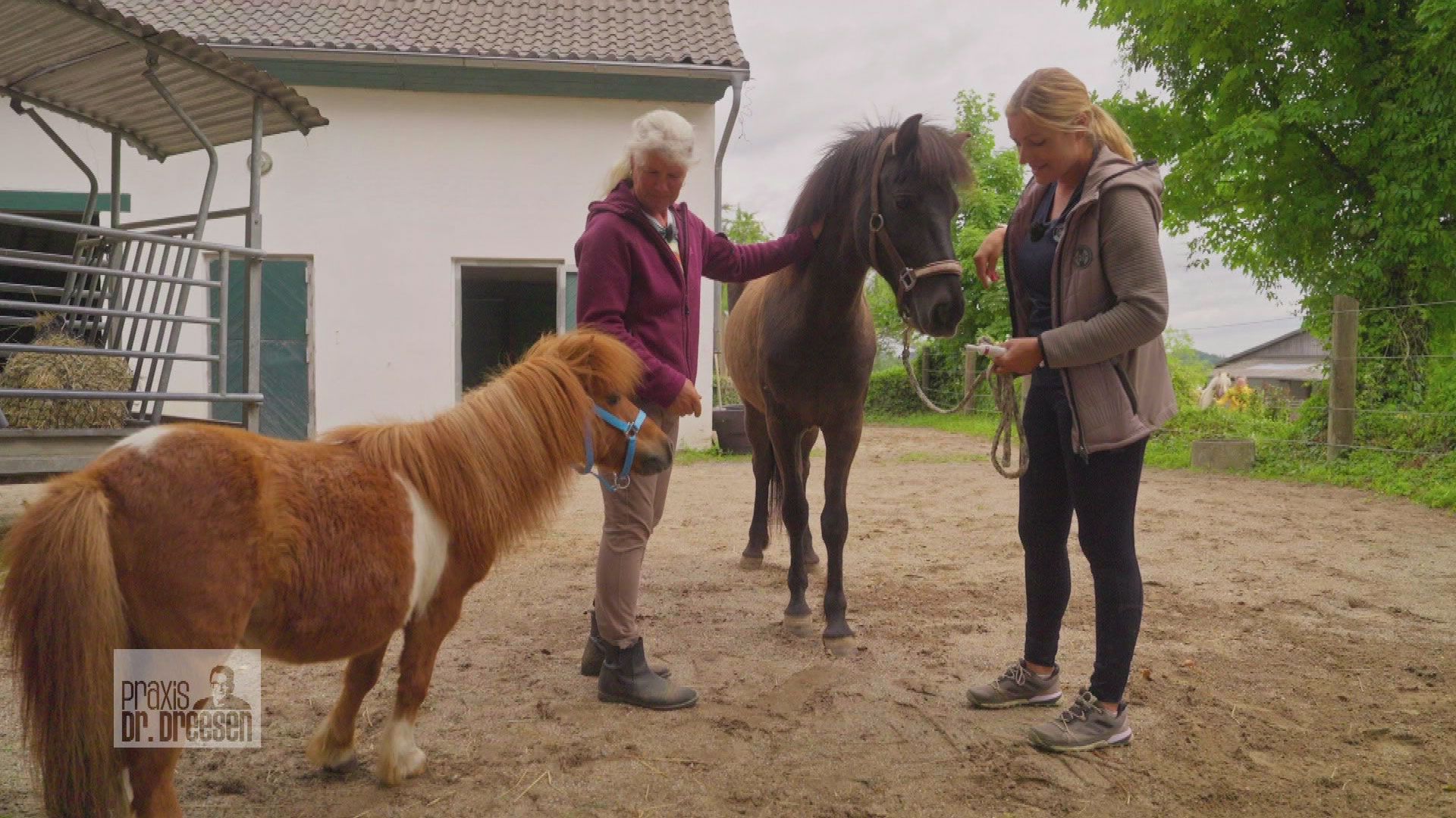 Einzug der Ponys Sky und Willi nach Gut Herrenhöhe