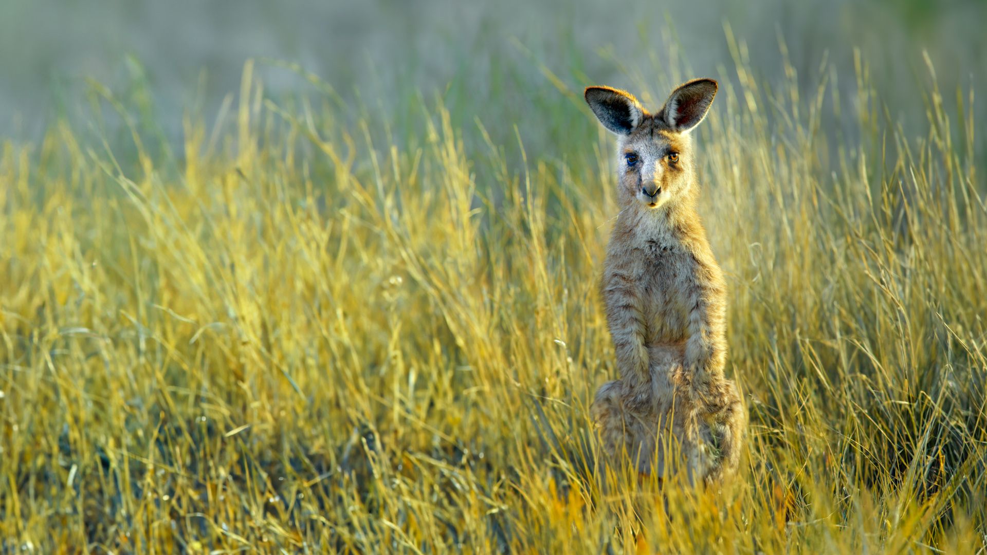 Das geheime Leben der Kängurus