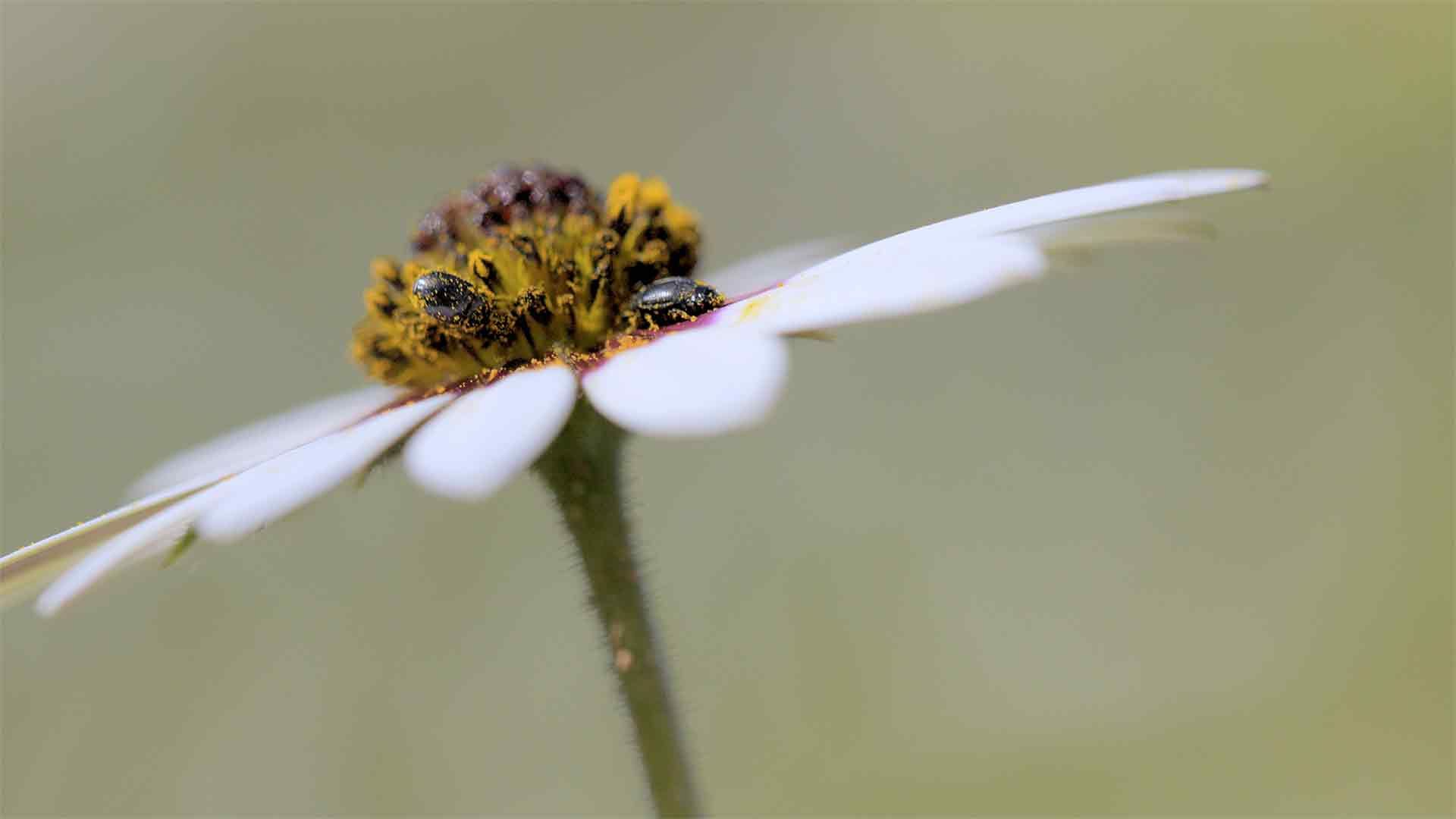 Namaqualand: Wenn die Wüste blüht