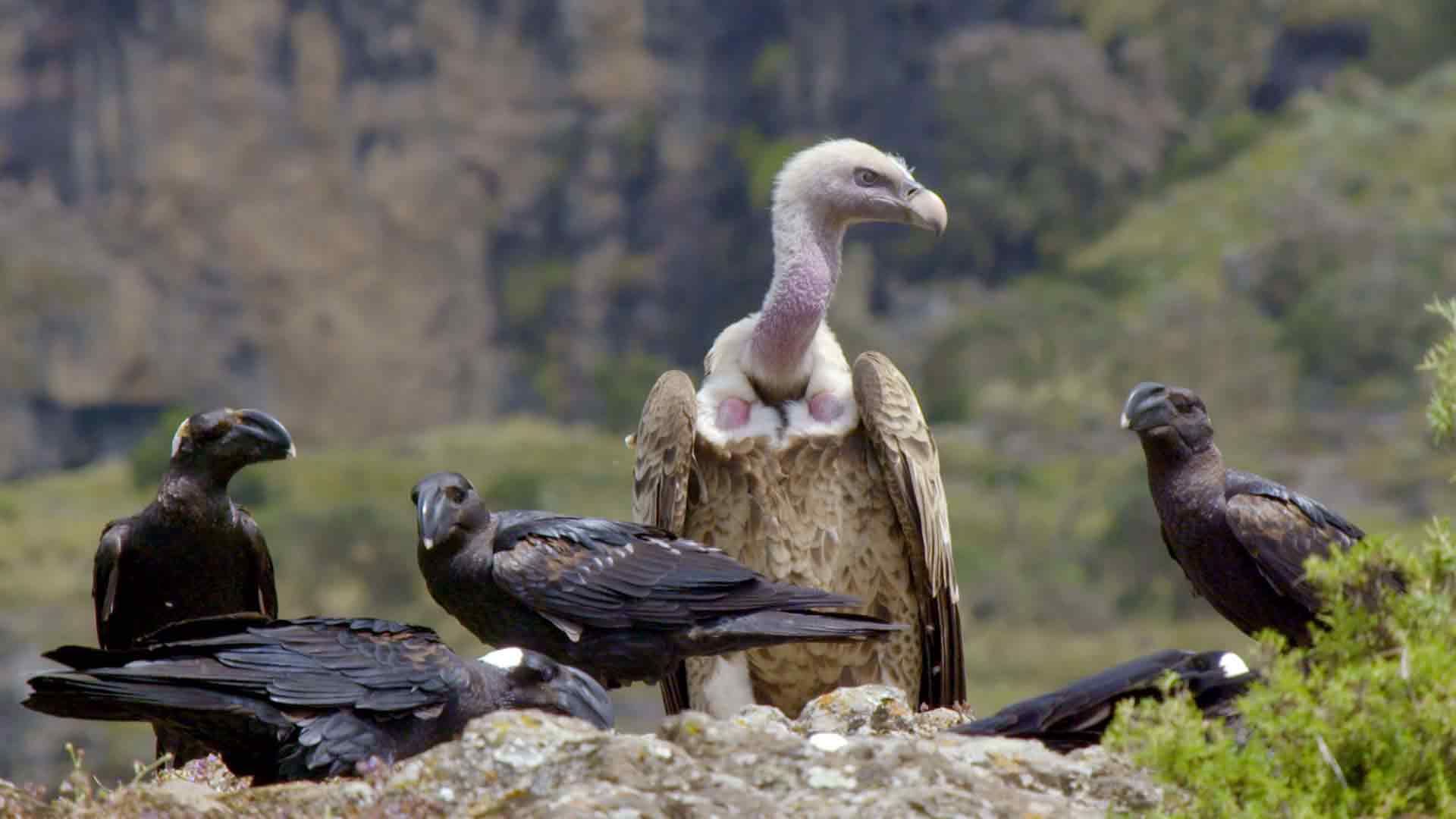 Nationalpark Simien-Berge