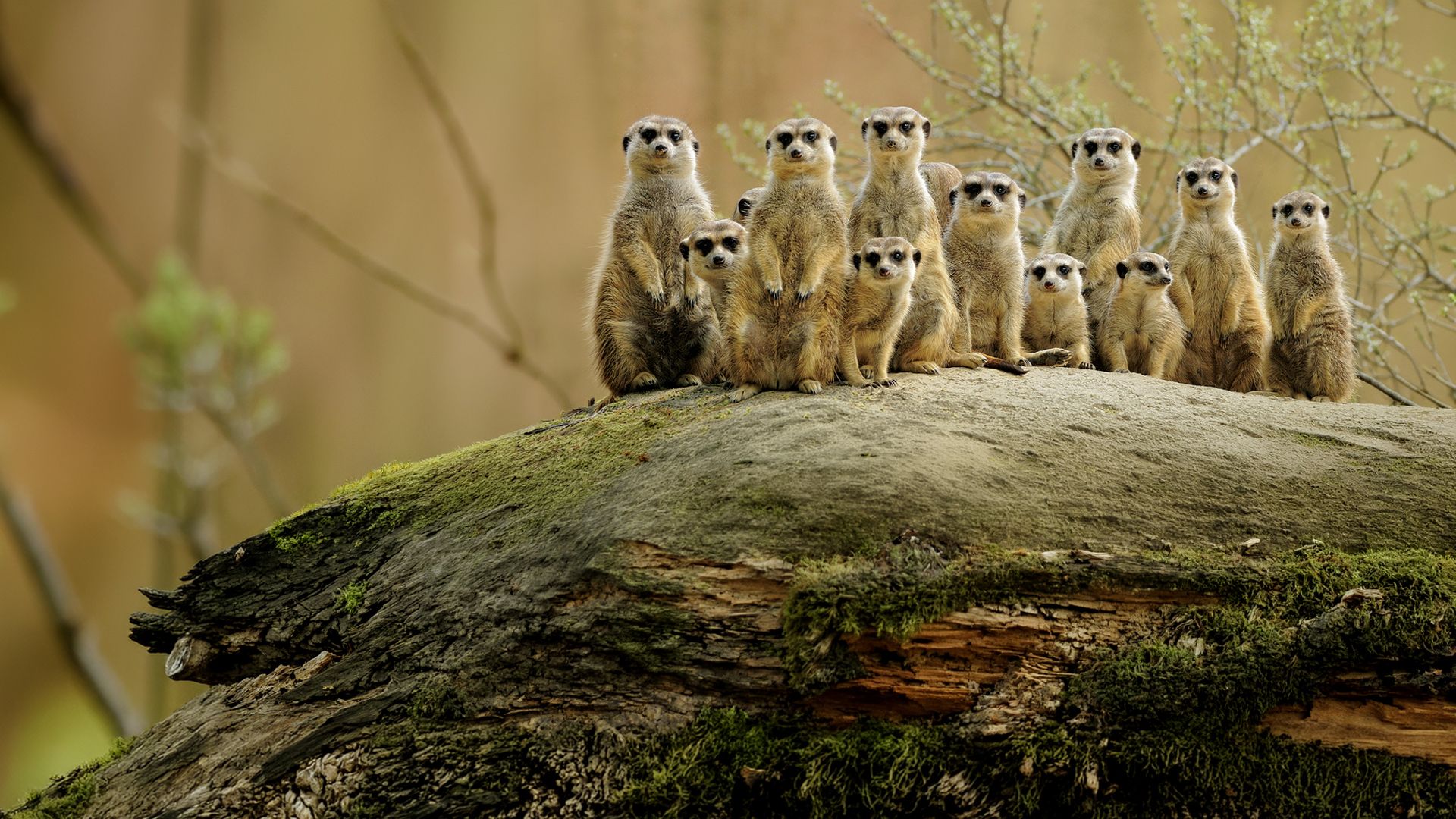 Die Könige der Wildnis