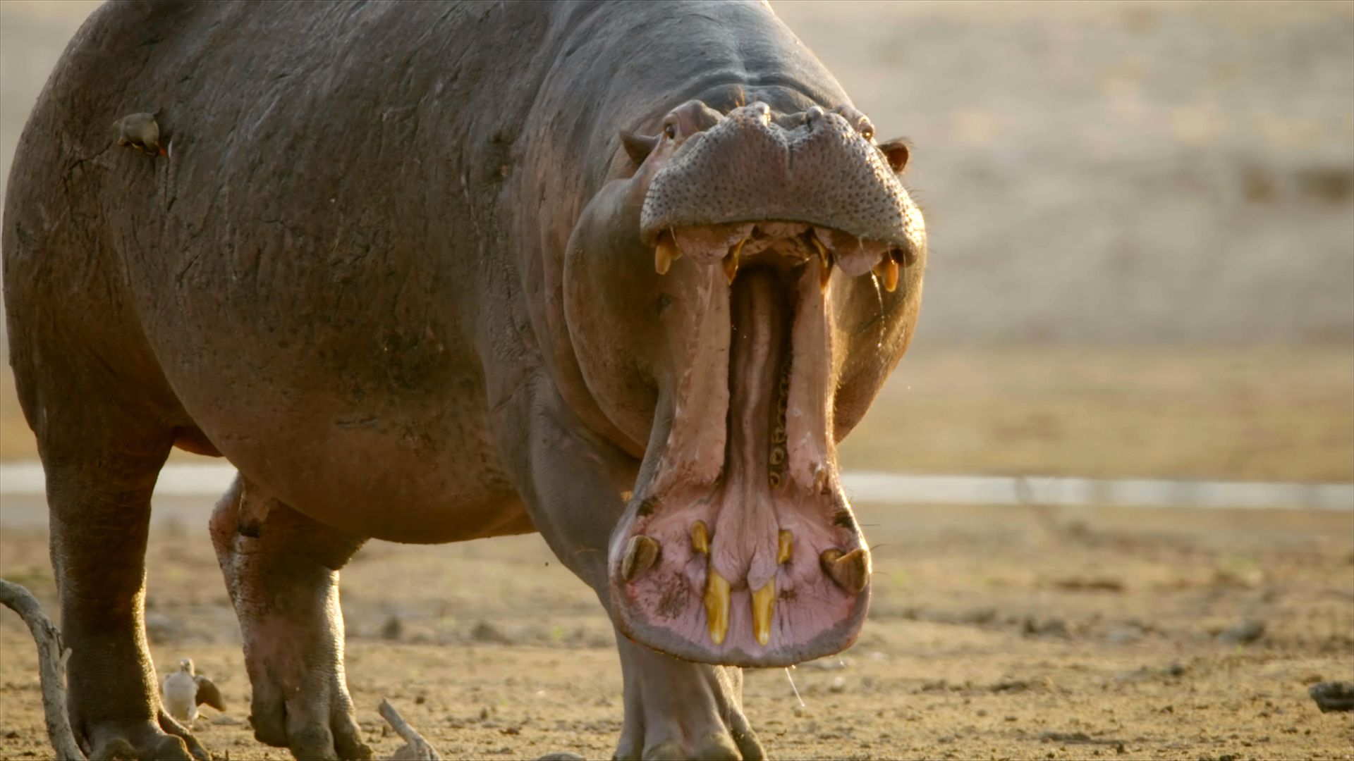 Wilde Schwergewichte