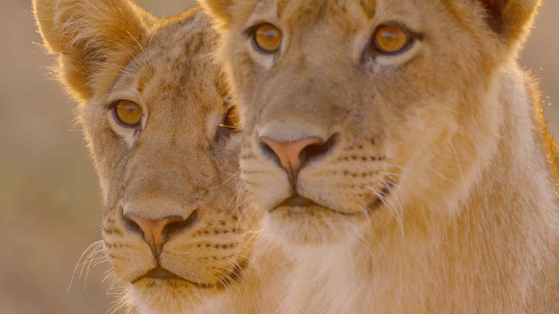 Die Könige von Nsefu