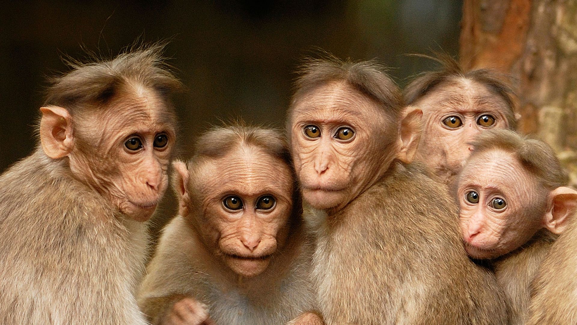 Rana: Königin des Dschungels