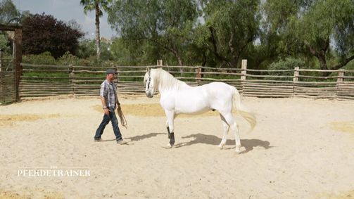 Der Pferdetrainer - Verstehen. Vertrauen. Verbinden. Der Pferdetrainer - Verstehen. Vertrauen. Verbinden. Folge 3: Merlin und Guason: Zwei Pferde, zwei Probleme - Können die Pferdetrainer helfen?