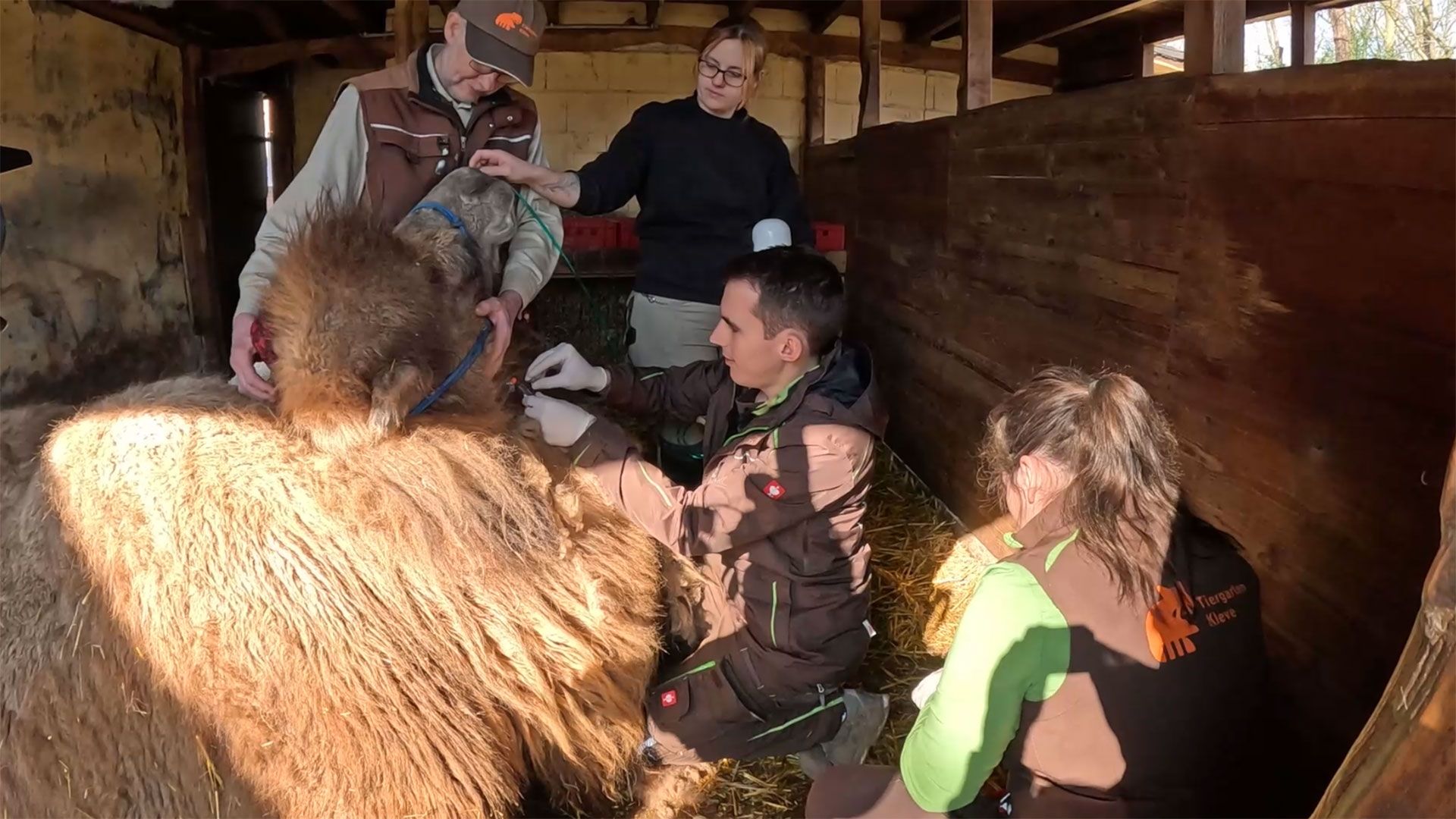 Lebensgefahr bei Trampeltierkuh Alessa