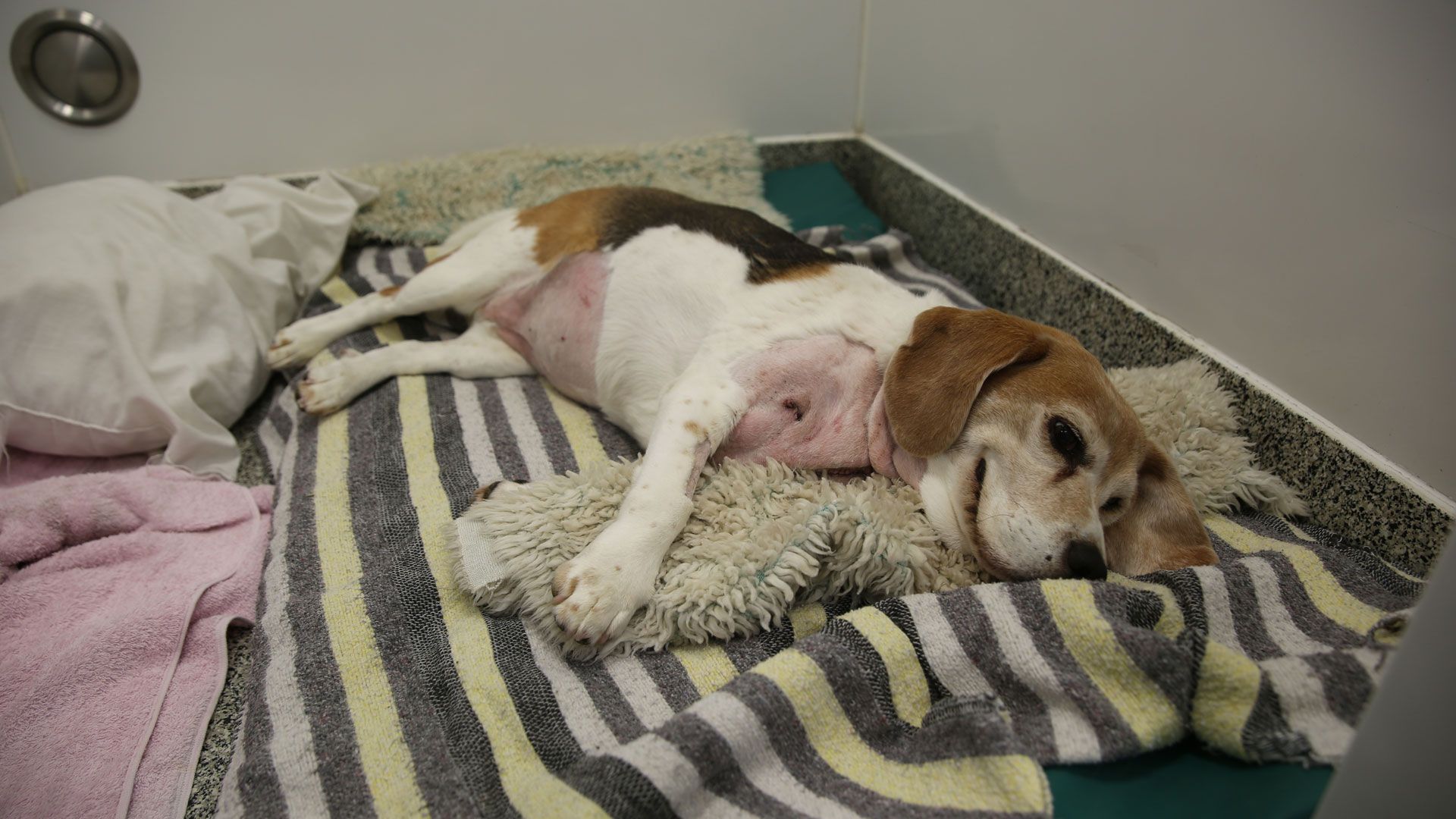 Moon, Milo und Ollie