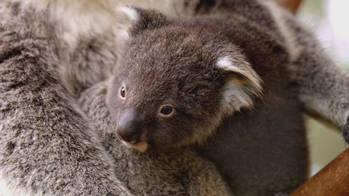 Tierbabys Tierbabys Folge 4: Unzertrennlich