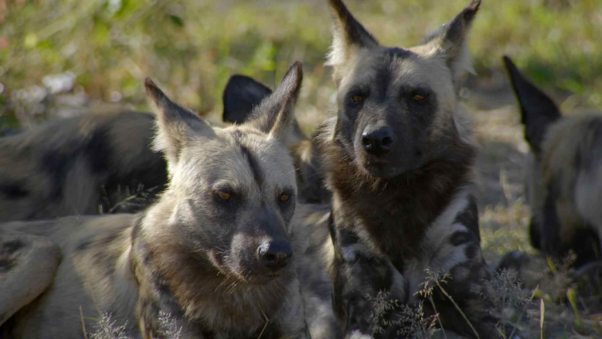Der Okavango, die große Oase Afrikas